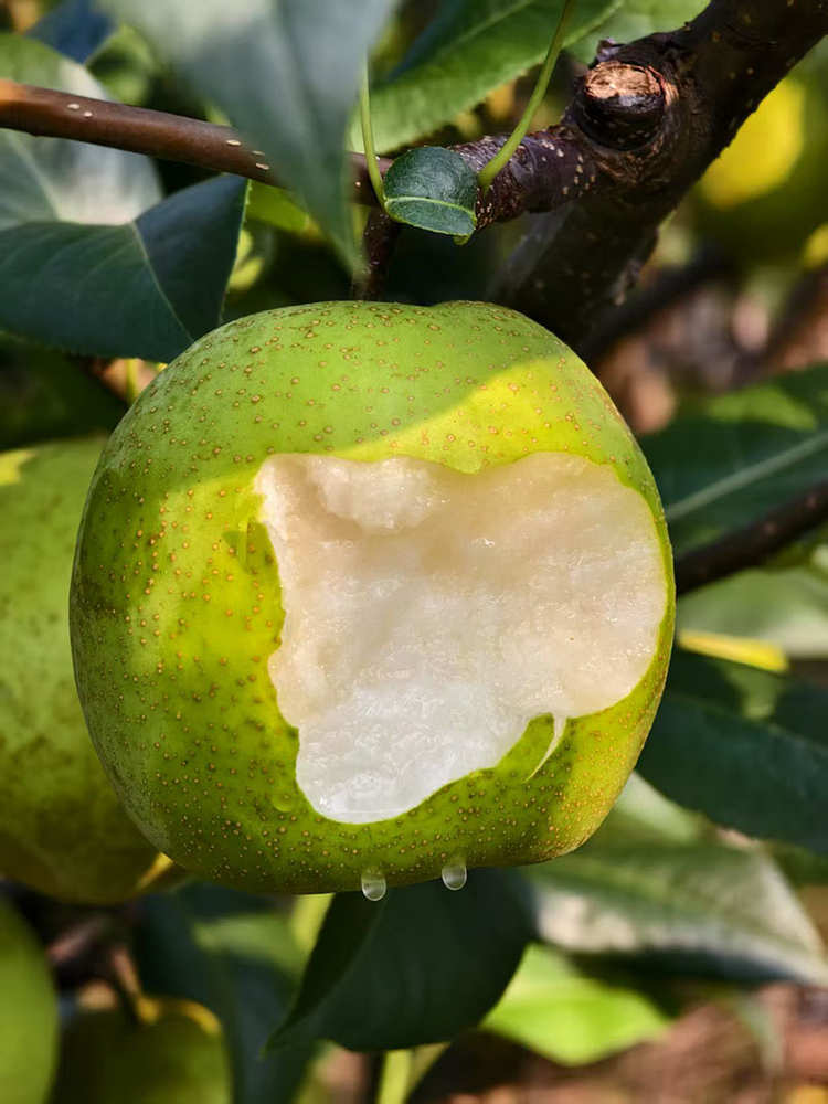 苍溪 翠冠梨(中果、大果）（季节水果）